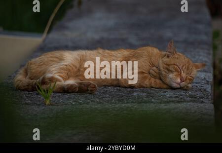 Nahaufnahme einer hübschen orangen Katze, die auf einer Steinmauer ruht. Er genießt einen tiefen Schlaf, horizontales Foto Stockfoto