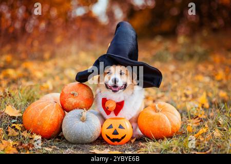 Niedlicher Corgi-Hund im halloween-Kostüm und Partyhut im Herbstgarten, umgeben von orangefarbenem Kürbisgemüse Stockfoto