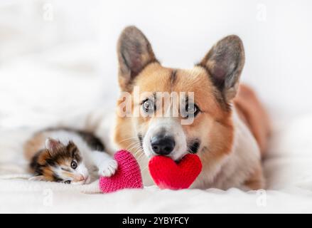 Niedlicher Hund und Kätzchen, der am Valentinstag neben den Herzen liegt Stockfoto