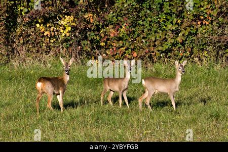 Gruppe von Capreolus capreolus europäisches Reh-Weibchen auf einem Feld. Herbstlaub im Hintergrund. Stockfoto