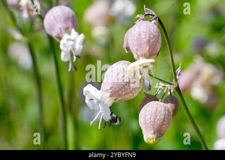 Blasenkampion (silene vulgaris), Nahaufnahme mit den zarten aufgeblasenen Sepaltuben und weißen Blüten der Grünlandpflanze. Stockfoto