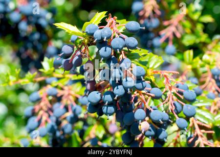 Darwins Berberitze (berberis darwinii), Nahaufnahme mit den hellblauen Beeren oder Früchten des häufig gepflanzten Zierstrauchs. Stockfoto