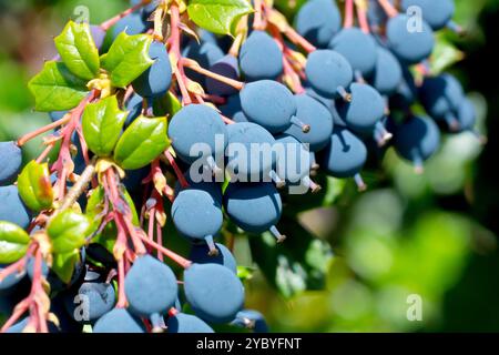 Darwins Berberitze (berberis darwinii), Nahaufnahme mit den hellblauen Beeren oder Früchten des häufig gepflanzten Zierstrauchs. Stockfoto