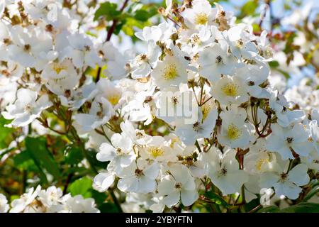 Nahaufnahme einer Masse weißer Rosenblüten, wahrscheinlich Multiflora Rose (rosa multiflora), gepflanzt in einer Hecke auf einer ruhigen Landstraße. Stockfoto