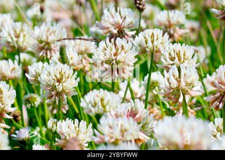 Weißer Klee oder niederländischer Klee (trifolium repens), Nahaufnahme zeigt eine Gruppe der weißen Blüten der gemeinsamen Pflanze von Ackerland und offenen Stellen. Stockfoto