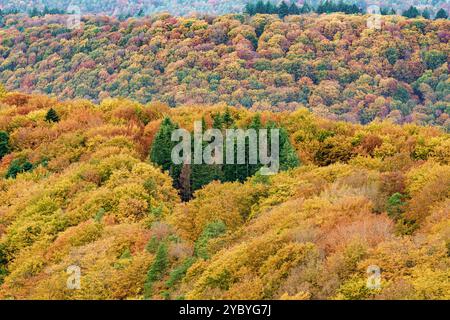 Ein atemberaubender Blick auf einen lebhaften Herbstwald mit einem lebendigen Wandteppich aus farbenfrohen Blättern Stockfoto