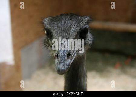 Neugieriges nandu Stockfoto