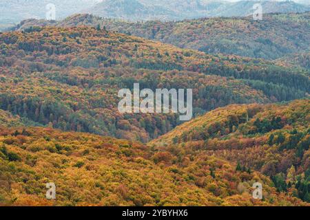 Ein atemberaubender Blick auf einen lebhaften Herbstwald mit einem lebendigen Wandteppich aus farbenfrohen Blättern Stockfoto