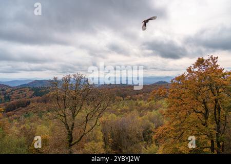 Die wunderschöne Herbstlandschaft zeigt lebendiges Laub zusammen mit einem Vogel, der anmutig am bewölkten Himmel aufsteigt Stockfoto