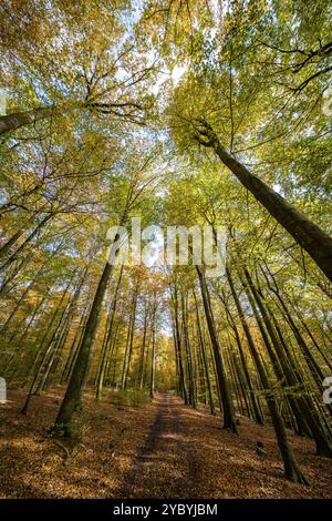 Eine ruhige Waldszene mit lebhaften Herbstblättern und Sonnenlicht, das durch die hohen Bäume darüber strömt Stockfoto