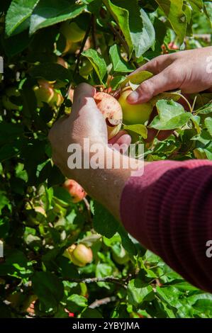 Zwei männliche Hände pflücken rote und gelbe September-Äpfel. Stockfoto