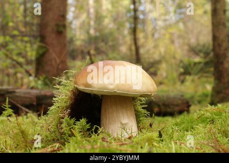 Der Wildpilz Boletus edulis wächst im Wald. Der Fruchtkörper hat eine große braune Kappe und eine kräftige bräunlich-weiße Stipe Stockfoto