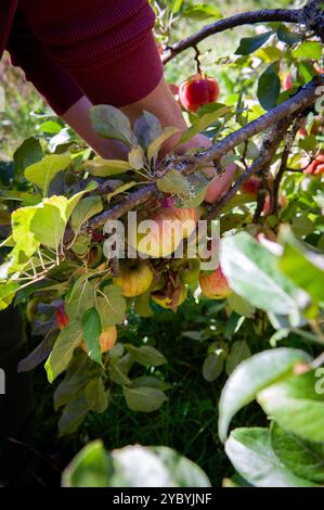 Zwei männliche Hände ernten September-Äpfel. Stockfoto