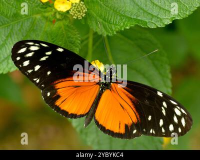 Makro von Tiger Langflügelfalter (Heliconius hekale) auf Blatt und von oben gesehen Stockfoto