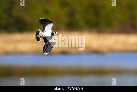 Northern Lapwing, Vanellus vanellus bei einem Flug über Herbstmoore Stockfoto