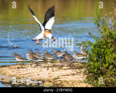 Gemeiner Rotschenkel, Tringa totanus auf Sümpfen mit gemeiner Schutzente, Tadorna tadorna im Hintergrund Stockfoto