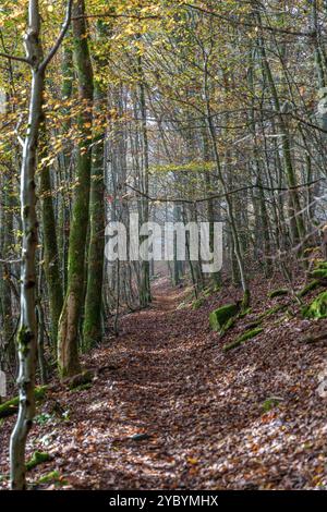 Eine ruhige Waldszene mit lebhaften Herbstblättern und Sonnenlicht, das durch die hohen Bäume darüber strömt Stockfoto