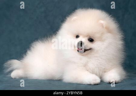 Ein kitzfarbener Spitz-Welpe liegt auf einem grauen Samtgrund Stockfoto