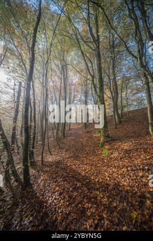 Eine ruhige Waldszene mit lebhaften Herbstblättern und Sonnenlicht, das durch die hohen Bäume darüber strömt Stockfoto