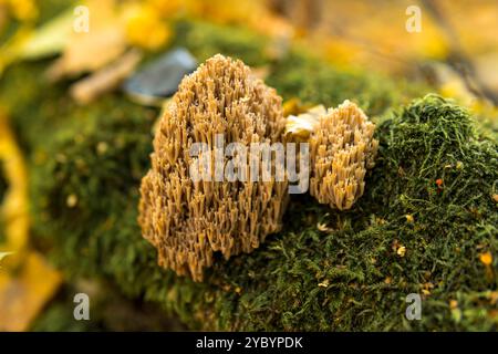 Nahaufnahme von Ramaria aurea, einem Korallenpilz aus der Familie Gomphaceae, der auf dem Boden des Waldes wächst Stockfoto