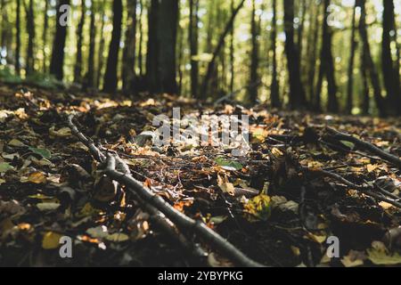 Detail der kleinen Stäbchen, die während der Herbstsaison auf einem Waldboden wachsen Stockfoto