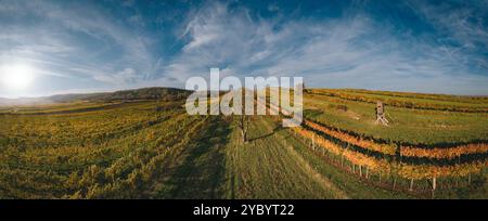 Luftaufnahme der bunten Weinberge im Herbst von oben. Typische Landschaft des österreichischen Weinviertels. Stockfoto