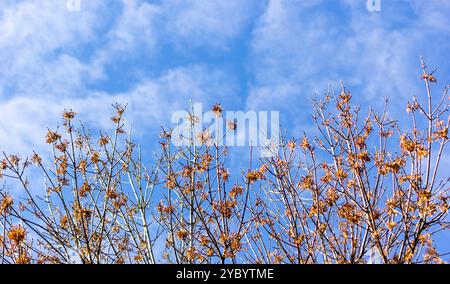 Krone des Baumes vor dem blauen Himmel, abstrakter Hintergrund der Natur Stockfoto