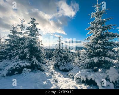 Ein winterliches Wunderland in den Karpaten mit einem verschneiten Pfad, der sich durch einen dichten Kiefernwald schlängelt. Die Sonne scheint hell durch die Wolken und wirft lange Schatten auf den weißen Schnee. Stockfoto