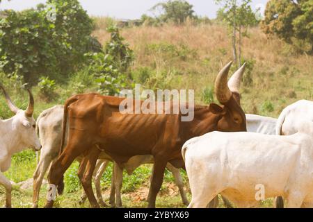 Dünner ankole-Bulle mit großen Hörnern in einer Herde mit fulani-weißen Kühen Stockfoto