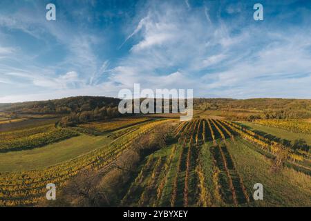 Luftaufnahme der bunten Weinberge im Herbst von oben. Typische Landschaft des österreichischen Weinviertels. Stockfoto