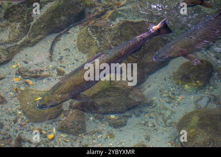 Rosafarbener Lachs (Oncorhynchus gorbuscha), der während der Laichsaison den Quinsam River hinaufwandert. Stockfoto