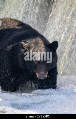 Ein Schwarzbär (Ursus americanus), der durch weißes, schaumiges Wasser am Fuße eines kleinen Wasserfalls weht Stockfoto