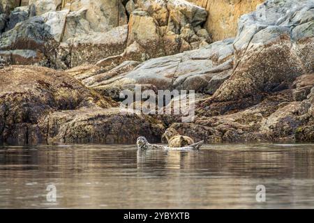 Ein Paar Seehunde (Phoca vitulina) wurde auf einem untergetauchten Felsen nahe Cortes Island gezogen Stockfoto