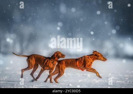 Zwei ungarische Vizsla-Hunde, die durch den Schnee laufen, mit Schneeflocken, die sanft um sie fallen, fangen die Freude am Winterspiel ein Stockfoto