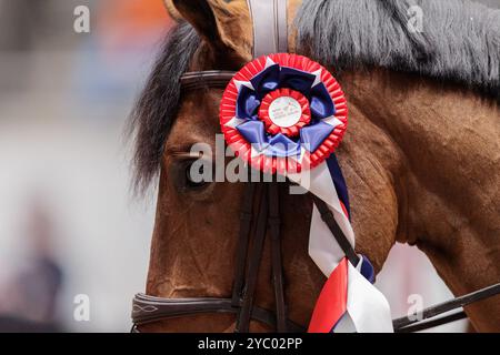 Oslo 20241020. Das Pferd von Aage Dagfinn Eide Askeland aus Norwegen, Quebec va't Smisveld, der am Sonntag die Amateurklasse CSIAm-A bei der Oslo Horse Show in der Unity Arena in Fornebu gewann. Foto: Jonas war Henriksen / NTB Stockfoto