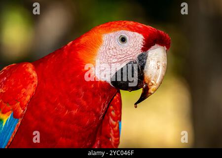 Honduras, Copán Ruinas, Scharlach (Ara macao) vor den Ruinen Stockfoto