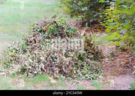 Rosensträucher im Hüttengarten schneiden. Stapel von geschnittenen Ästen. Gartenarbeit. Stockfoto