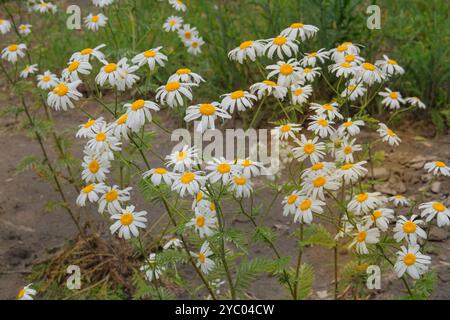 Blumen der Apotheke Kamille wächst im Garten. Ländlicher Garten. Arzneiblumen in der Lichtung. Blühende Blumen. Stockfoto