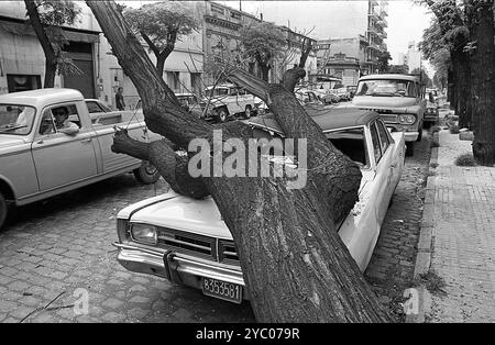 Zerstoßenes Auto von einem umgestürzten Baum in Buenos Aires, Argentinien, 29. Januar 1974. Stockfoto