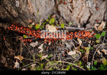 Eine Gruppe lebendiger Roter Käfer auf Baumrinde umgeben von der Natur. Stockfoto