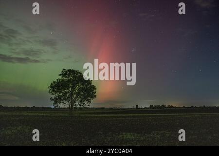 Eine Eiche vor den Polarlichtern (Aurora Borealis) Stockfoto