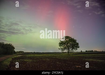 Eine Eiche vor den Polarlichtern (Aurora Borealis) Stockfoto