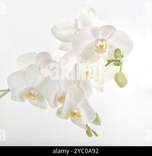 Blumen einer schönen weißen Orchidee auf weißem Hintergrund, isoliert. Ein Zweig einer weißen Orchidee mit blühenden Blumen und grünen Knospen. Phalaenopsis Stockfoto