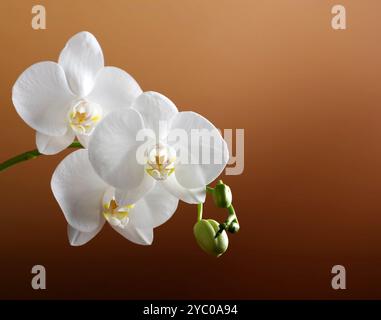 Blumen einer schönen weißen Orchidee auf einem orangen Hintergrund mit Gradientand und mit Platz für Text. Ein Zweig einer weißen Orchidee mit blühender Blüte Stockfoto