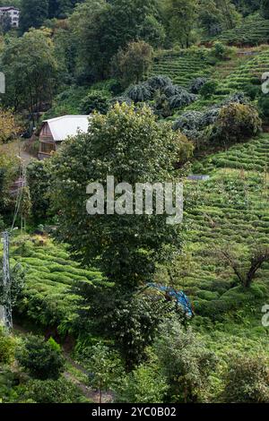 Malerischer Blick auf Teeplantagen in Cayeli, Rize, Türkei – üppige grüne Hügel und traditionelle Häuser in einer ländlichen türkischen Landschaft Stockfoto
