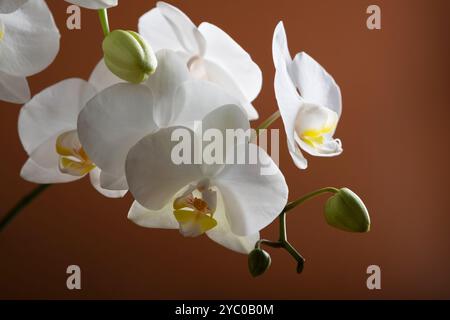 Blumen einer schönen weißen Orchidee auf einem orangefarbenen Hintergrund. Ein Zweig einer weißen Orchidee mit blühenden Blüten und grünen Knospen. Phalaenopsis Stockfoto