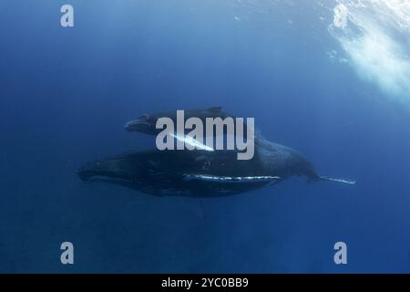 Mutter des Buckelwals mit ihrem Kalb. Meereslebewesen im Ozean. Wale nahe der Oberfläche. Begegnung mit zwei Walen aus nächster Nähe. Stockfoto