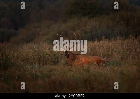 Rotwild spazieren durch die Wiese. Männchen von Hirschen während der Bruntzeit. Tierwelt in Polen. Stockfoto
