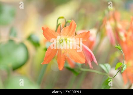 Barbados-Lilie (Hippeastrum) mit orangefarbenem Streifenmuster. Nahaufnahme der gestreiften Barbados Lily Stockfoto