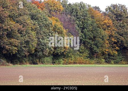 Kulturlandschaften in Nordrhein-Westfalen eine herbstliche Kulturlandschaft mit Wiesen, Weiden und Wald sowie landwirtschaftliche Nutzflächen weit außerhalb des Ruhrgebiets zwischen Velbert und Wuppertal Nordrhein-Westfalen Deutschland Bergisches Land *** Kulturlandschaften in Nordrhein-Westfalen eine herbstliche Kulturlandschaft mit Wiesen, Weiden und Wald sowie landwirtschaftlichen Flächen weit außerhalb des Ruhrgebiets zwischen Velbert und Wuppertal Velbert Wuppertal Nordrhein-Westfalen Nordrhein-Westfalen Stockfoto